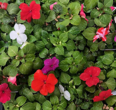 Imara™ XDR Mix White & Red Impatiens - 15 Seeds - Annual