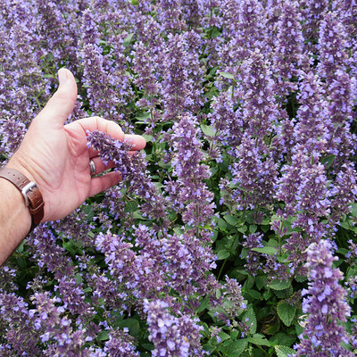 Whispurr™ Blue Catmint Perennial - Nepeta faassenii - Gallon Pot