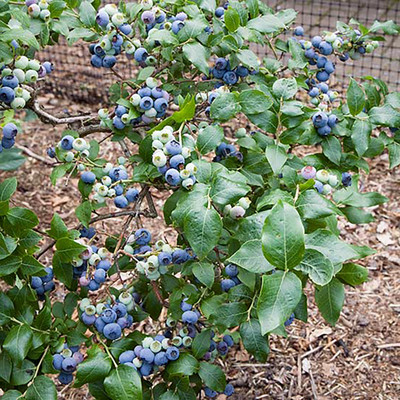 Northland Blueberry Plant - Very Hardy - 2.5" Pot - No Shipping to Washington State or Oregon