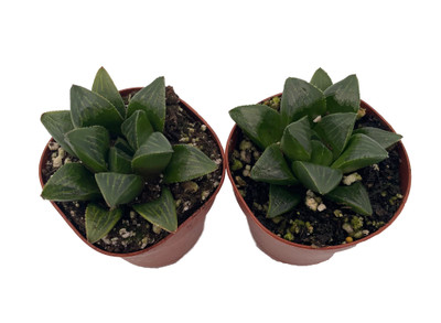 Wicked Window Pane Haworthia - Succulent Plant - 2 Pack 2" Pots
