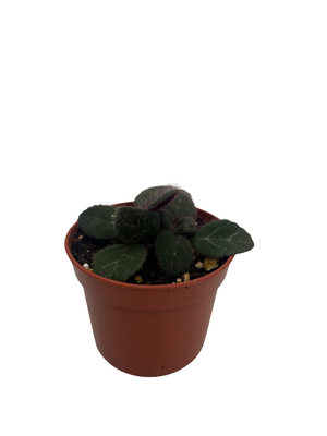 Frosted Jade Asian Violet - Primulina pseudoyungfuensis - 2.5" Pot - House Plant