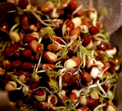 Adzuki Beans Sprouting Seeds - 50 Grams -Sweet & Nutty