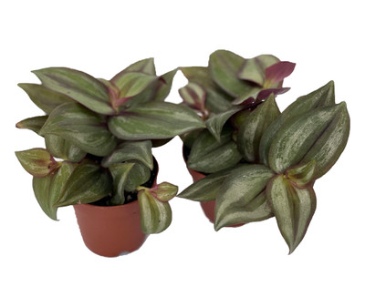 Silver Plus Tradescantia - 2 Plants 2" Pots - Easy to Grow House Plant