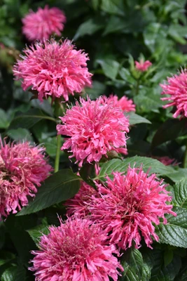 Sugar Buzz Bubble Gum Blast Bee Balm - Monarda - Pink - Gallon Pot
