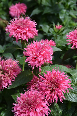 Sugar Buzz® Bubble Gum Blast Bee Balm - Monarda - Pink - Gallon Pot