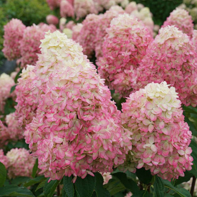 LIMELIGHT PRIME® Panicle Hydrangea - Hydrangea paniculata - 4" Pot Proven Winners