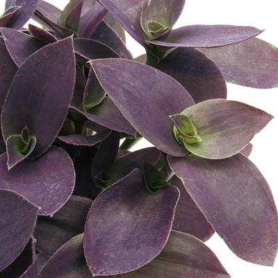 Fuzzy Purple Tradescantia - 4.5" Pot