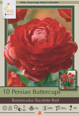 Red Persian Buttercup - 10 Bulbs 6/7cm - Ranunculus Tecolote - Hardy