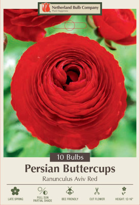 Red Persian Buttercup - 10 Bulbs 6/7cm - Ranunculus - Hardy
