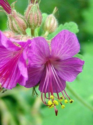 Karmina Hardy Geranium - Gallon Pot - Aromatic Foliage - Deep Rose Blooms