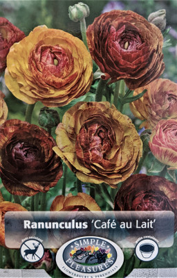 Cafe au Lait Persian Buttercup 10 Bulbs - Ranunculus - 8/+ cm Bulbs