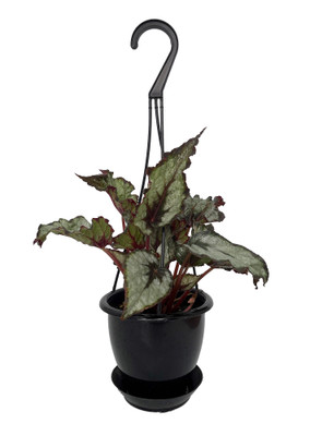 Raindance Rex Begonia Plant - 4.5" Black Hanging Basket - Great Houseplant