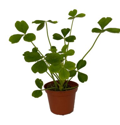 Giant Shamrock - Tree Oxalis - 2.5" Pot