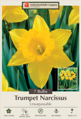 Unsurpassable Trumpet Daffodil 7 Bulbs - 14/16 cm Bulbs