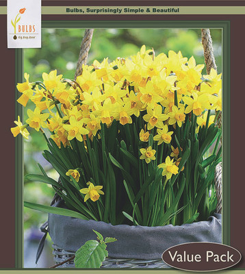 Tete a Tete Narcissus/Daffodil 20 Bulbs -  12/14 cm Bulbs - Value Size