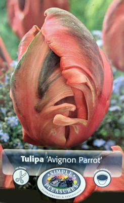 Avignon Parrot Tulip - 6 Bulbs - Coral & Green Hues - 12/+ cm Bulbs Avignon Parrot Tulip - 6 Bulbs - Coral & Green Hues - 12/+ cm Bulbs