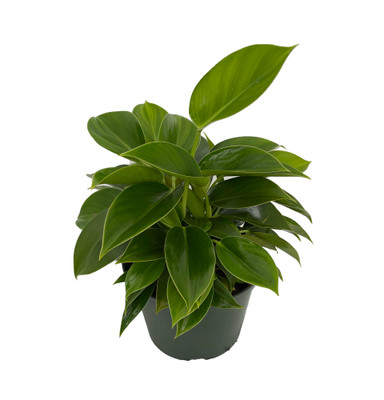 Green Princess Philodendron - Easy to Grow - 6" Pot - Collector's Series