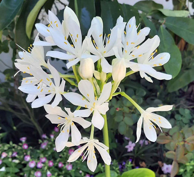 Cardwell Lily Bulb - Proiphys amboinensis - 6cm Bulb - Northern Christmas Lily