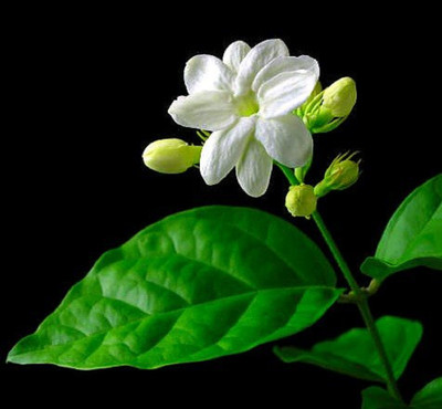 Ohio Grown Arabian Tea Jasmine Plant - Maid of Orleans - 2.5" Pot