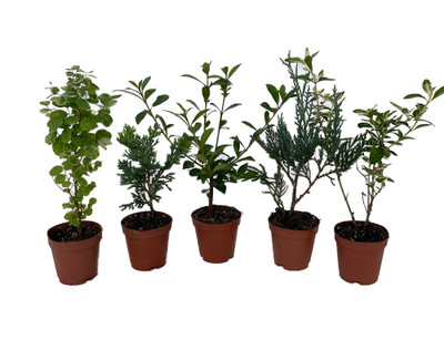 Zen Living Bonsai Assortment - 5 Plants 2" Pots