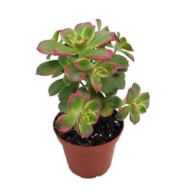 Kiwi Verde Succulent Tree - Aeonium - Easy to grow Succulent - 2.5" Pot