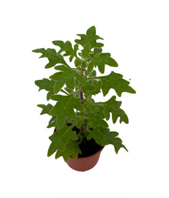 Duck Foot Swedish Ivy Plant - Plectranthus - 2.5" Pot