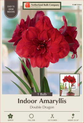 Dutch Double Amaryllis Double Dragon - 34/+ cm Bulb