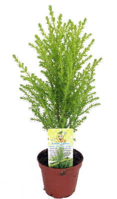 Lemon Scented Goldcrest Cypress Tree - Indoors/Out/FairyGarden - 2.5" Pot