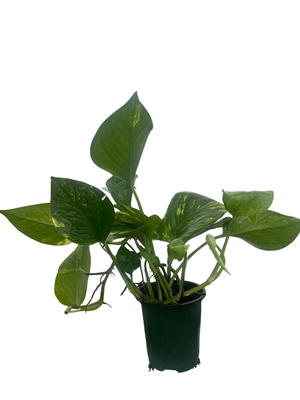 Golden Devil's Ivy - Pothos - Epipremnum - 4" Pot - Easy House Plant