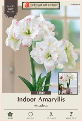 Amadeus Double Amaryllis 1 Bulb - 32/34 cm Bulb