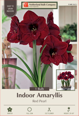 Red Pearl Amaryllis - 26/28 cm Bulb - Immediate Shipping/Holiday Blooms