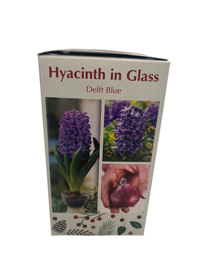 Glass Vase with Blue Hyacinth Bulb - 17/18 cm Bulb