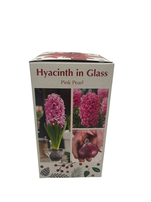 Glass Vase with Pink Hyacinth Bulb - 17/18 cm Bulb