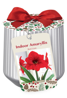 Red Lion Silver Ceramic Amaryllis Kit - Bulb/Ceramic Vase/Planting Medium