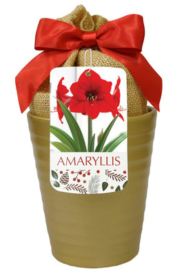 Red Lion Gold Ceramic Amaryllis Kit - Bulb/Ceramic Vase/Planting Medium