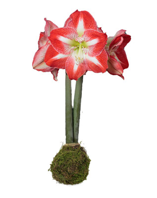 Minerva Moss Coated Jumbo Amaryllis -Immediate Shipping for Holiday Blooms