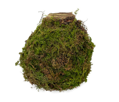 Sovereign Moss Coated Jumbo Amaryllis -Immediate Shipping for Holiday Blooms