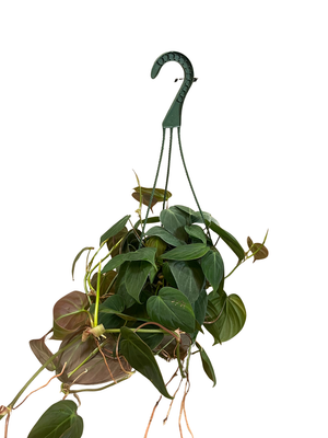 Rare Velvet Leaf Bronze Micans Vine - Philodendron - 6" Hanging Basket