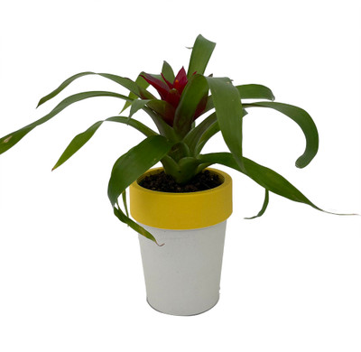 Live Vase Plant in Miniature Yellow Self Watering Pot - Bromeliad - 2x3" Pot
