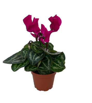 Magenta Persian Violet - Cyclamen - House Plant - 2.5" Pot
