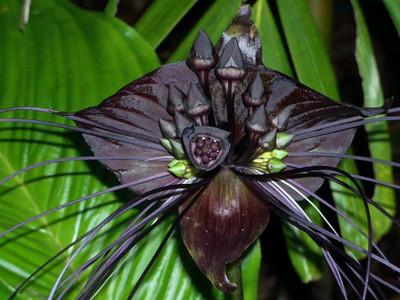 Rare Black Bat Plant -Tacca chanterii - Exotic Houseplant - 4" Pot