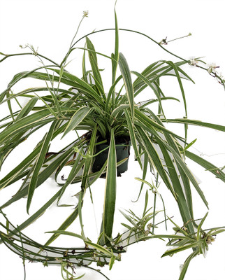 Reverse Variegated Spider Plant - Easy to Grow/Cleans the Air - 4" pot