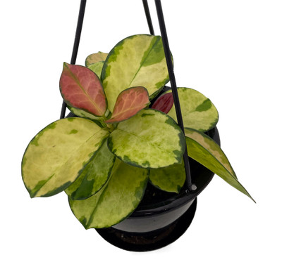 Lisa Australis Hoya - Exotic House Plant - 4" Black Hanging Basket Lisa Australis Hoya - Exotic House Plant - 4" Black Hanging Basket