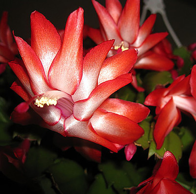 Hirt's Red Christmas Cactus Plant - Zygocactus - 4" pot