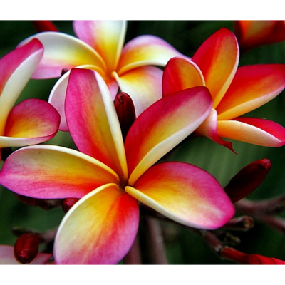 Rainbow Plumeria Plant - Frangipani - 4" pot