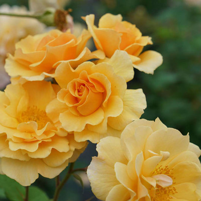 Rise Up Amberness™ Climbing Rose - Proven Winners - 4" Pot