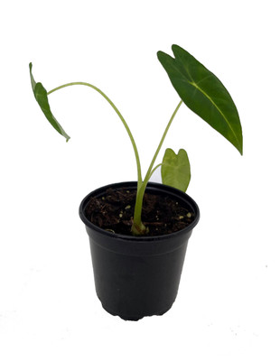 Green Velvet African Mask Plant - Alocasia Frydek - Houseplant - 4" Pot
