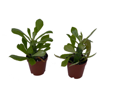 Indian Spurge Tree - Euphorbia nerifolia - 2 pack 2" pots