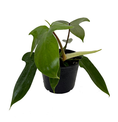 Florida Green Philodendron - 6" Pot - Collector's Series