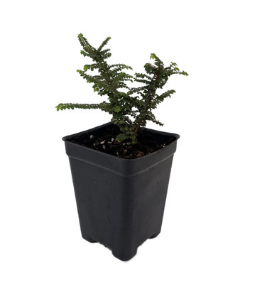 Hokkaido Dwarf Chinese Elm - Ulmus parvifolia - 2.5" Pot - Fairy Garden/Bonsai